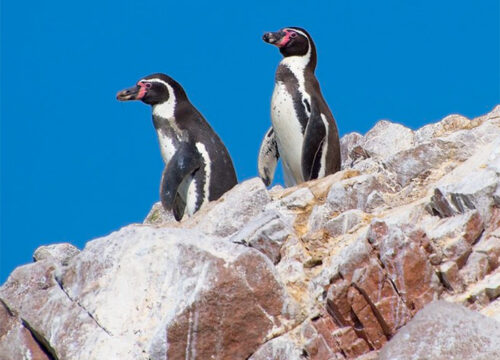 Ballestas Islands from San Martin Port