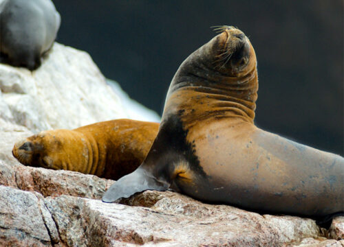 Ballestas and Paracas - GROUP TOUR