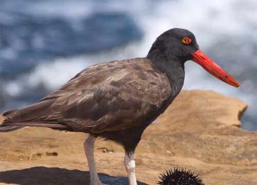 Paracas Reserve - GROUP TOUR