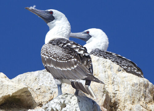 FROM ICA: Ballestas Islands Group Tour