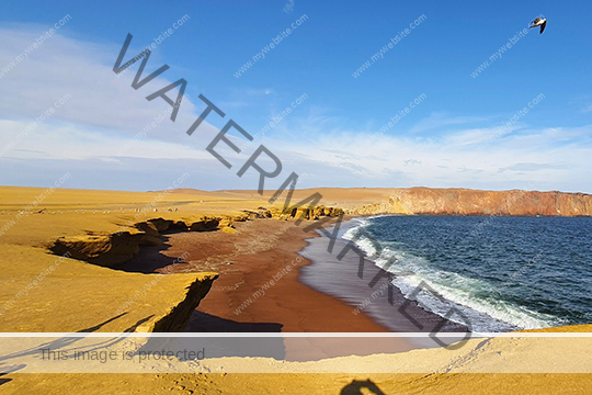 Ballestas and Paracas | Group Tour