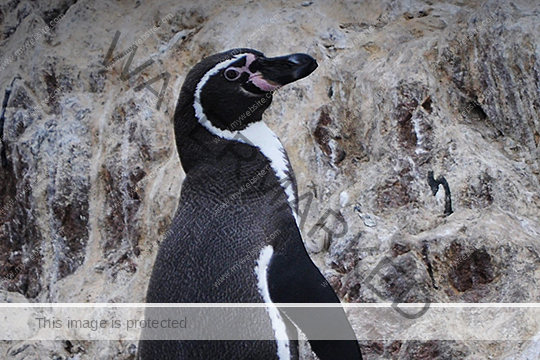 Ballestas & Paracas | Semi Private