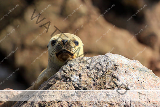 Ballestas Islands | Group Tour