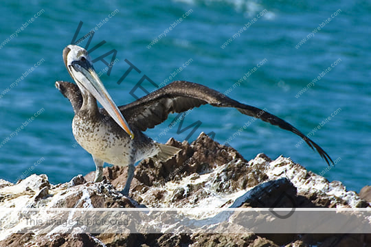 Ballestas, Paracas & Tambo