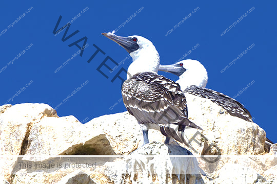 Ballestas, Wine & Huacachina