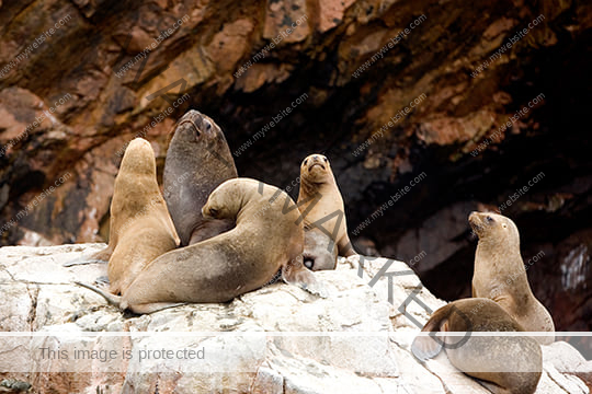Ballestas Islands from San Martin Port