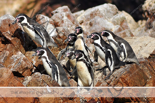 Ballestas & Paracas from San Martin Port