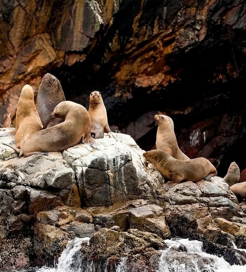 Paracas
