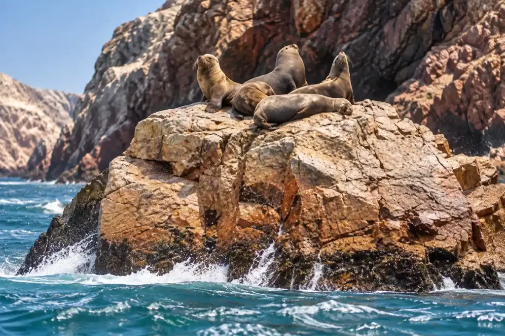 Sea lions at the Ballestas Islands on a Paracas shore excursion