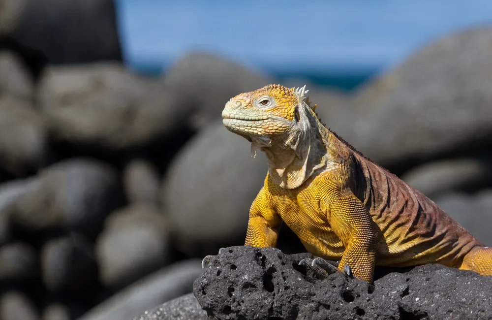 Galapagos wildlife on a Machu Picchu Galapagos private tour